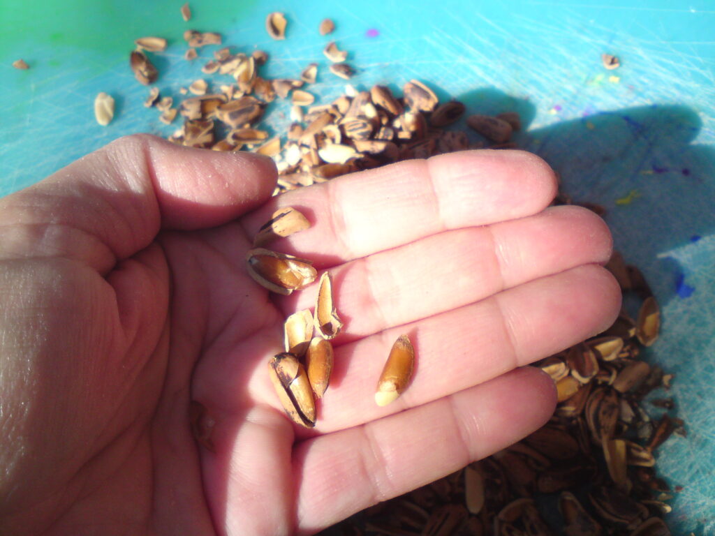 seeds
